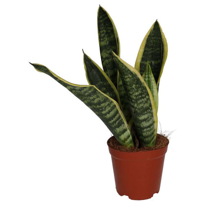 Mother-in-law's Tongue (Sansevieria trifasciata)