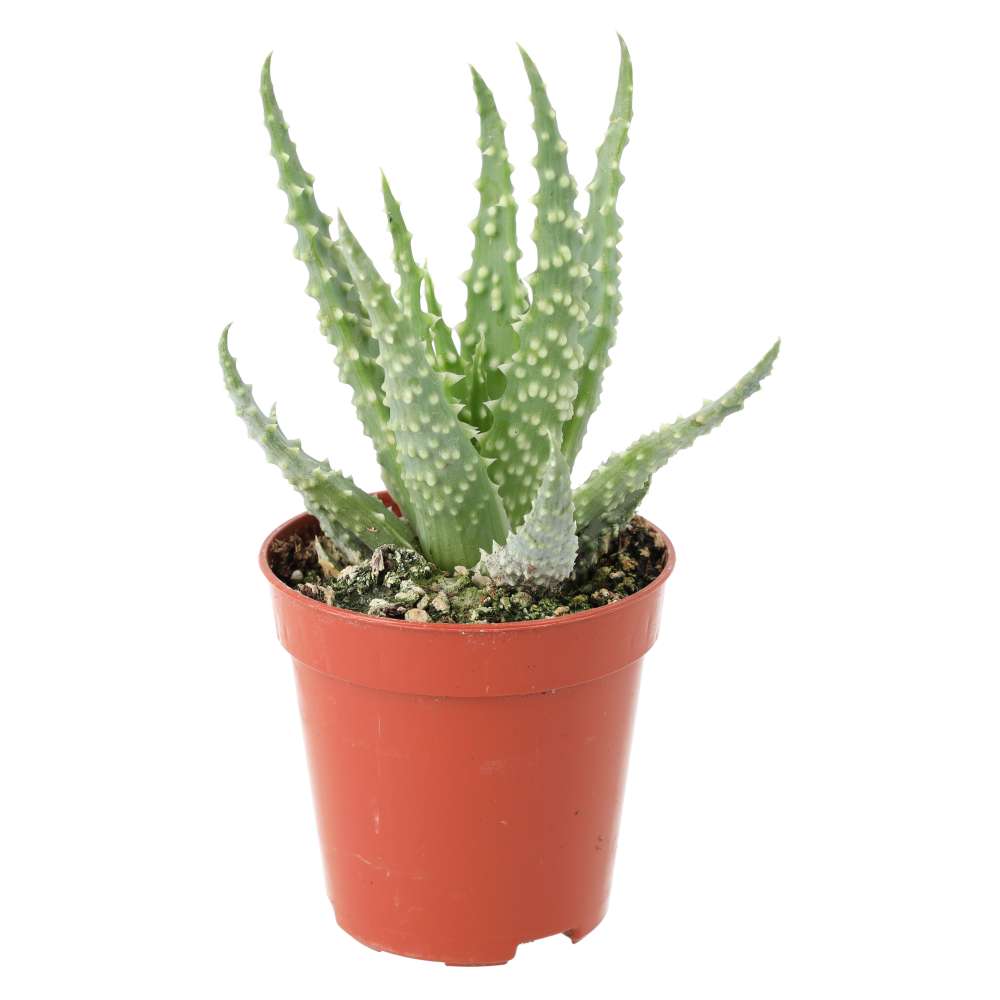 African Spear (Sansevieria cylindrica)