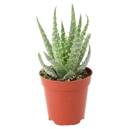 African Spear (Sansevieria cylindrica)