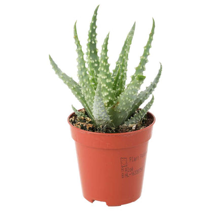 African Spear (Sansevieria cylindrica)