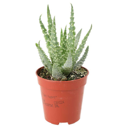 African Spear (Sansevieria cylindrica)
