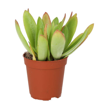 Jade Plant (Crassula sp.) 'Fire'