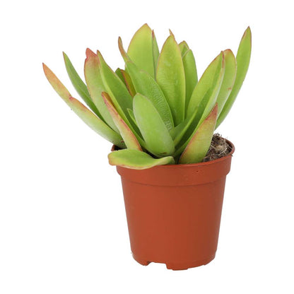 Jade Plant (Crassula sp.) 'Fire'