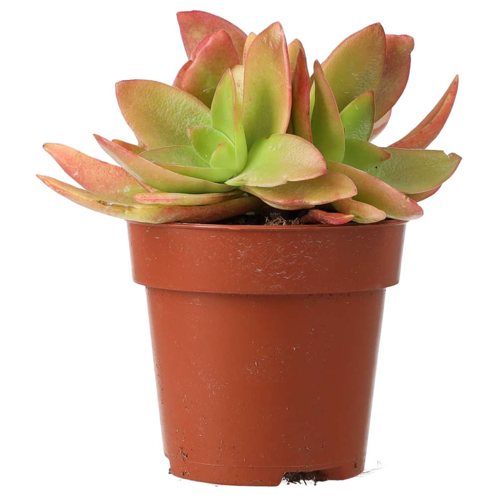 Jade Plant (Crassula sp.) 'Fire'