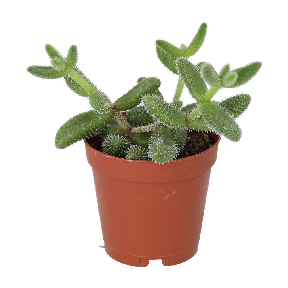 Pickle Plant (Delosperma echinatum)