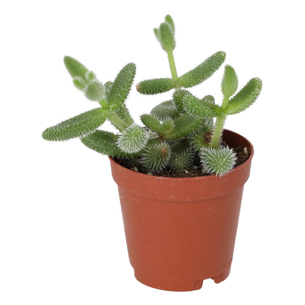 Pickle Plant (Delosperma echinatum)