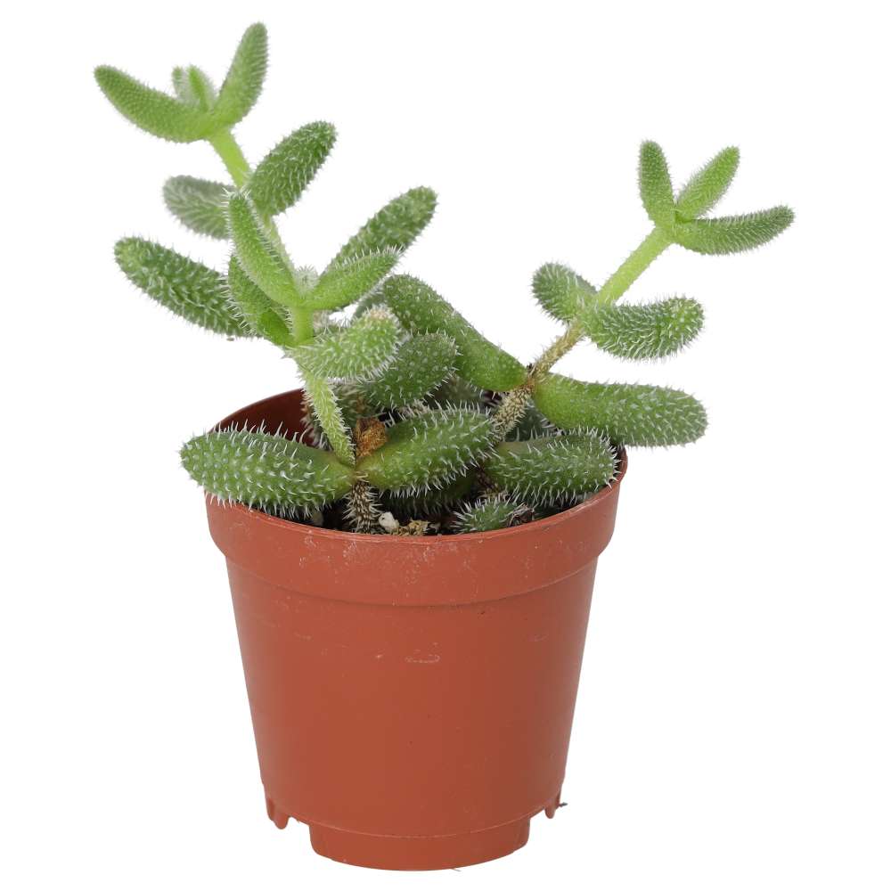 Pickle Plant (Delosperma echinatum)
