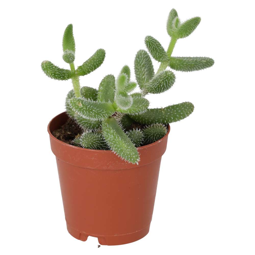 Pickle Plant (Delosperma echinatum)