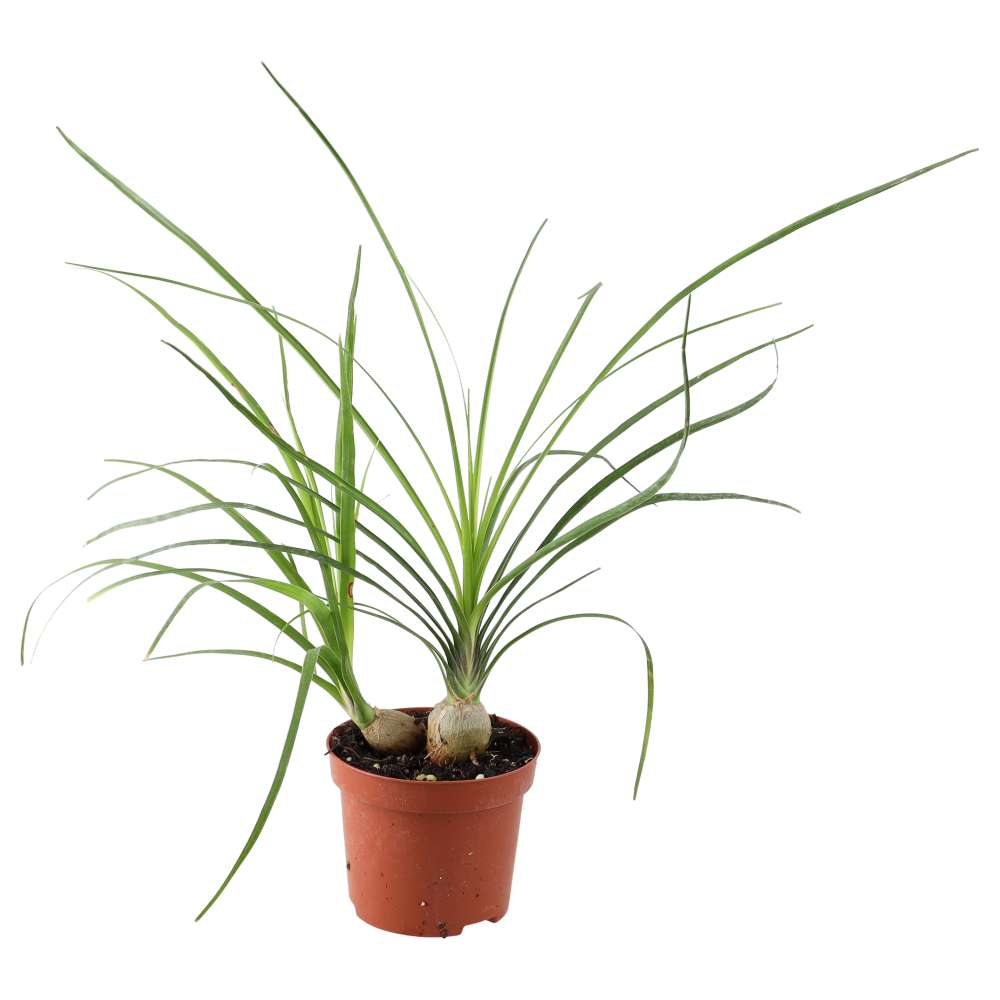 Ponytail palm (Nolina recurvata)