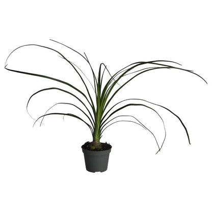 Ponytail palm (Nolina recurvata)