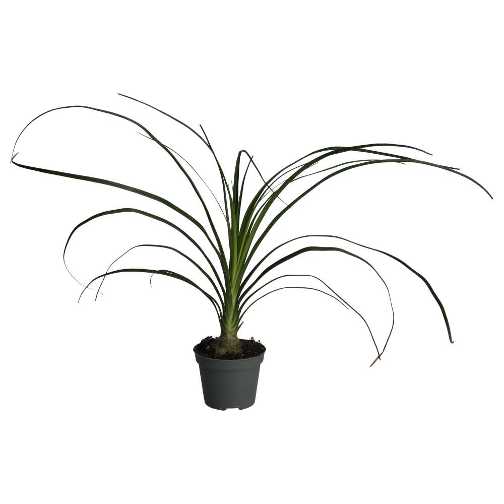 Ponytail palm (Nolina recurvata)