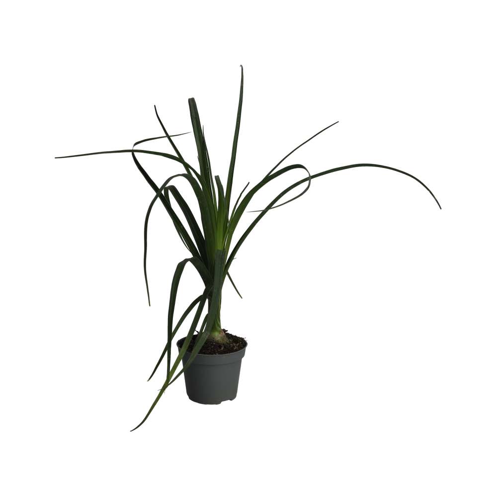 Ponytail palm (Nolina recurvata)