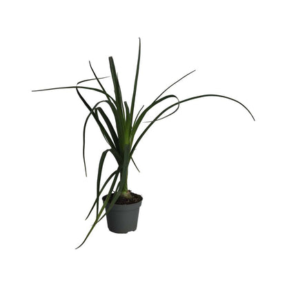 Ponytail palm (Nolina recurvata)