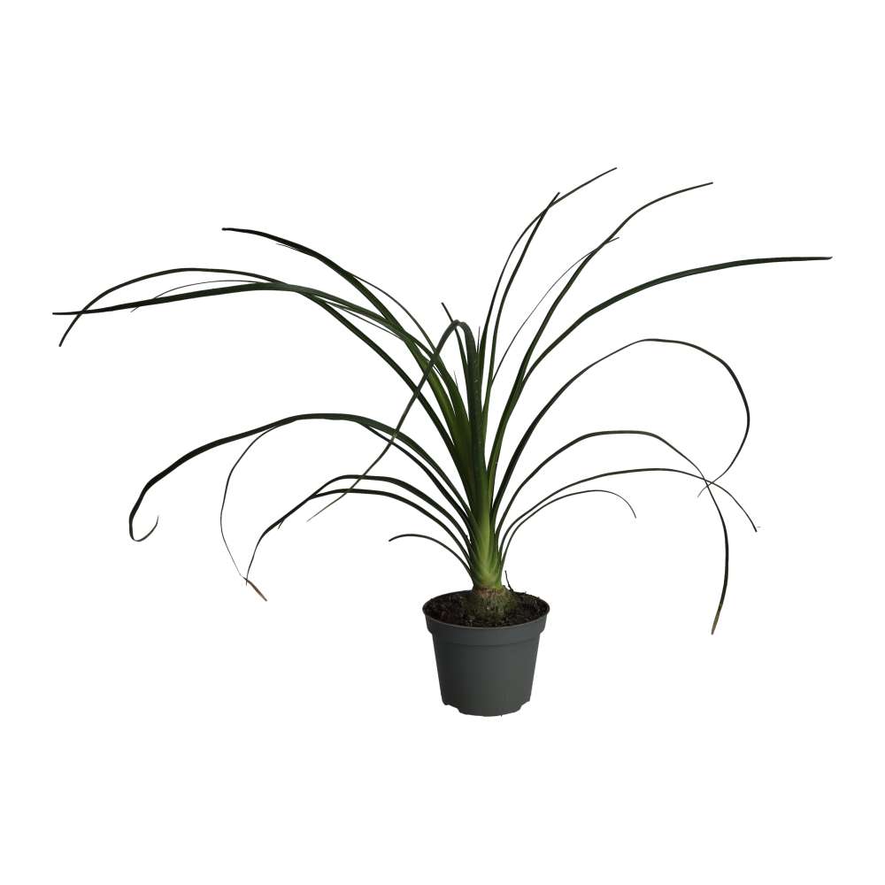 Ponytail palm (Nolina recurvata)