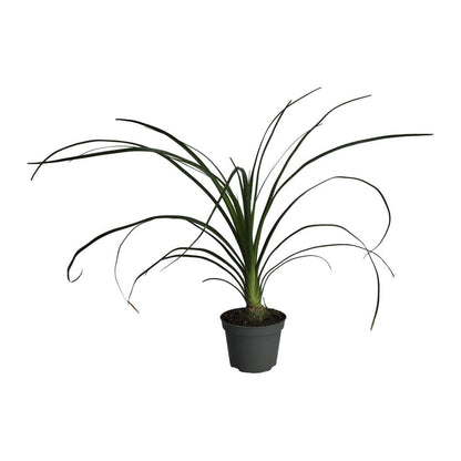 Ponytail palm (Nolina recurvata)