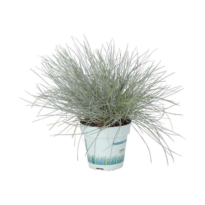 Dwarf Blue Grass (Festuca glauca)