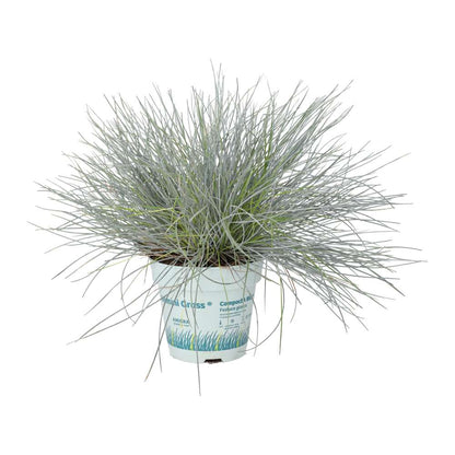 Dwarf Blue Grass (Festuca glauca)