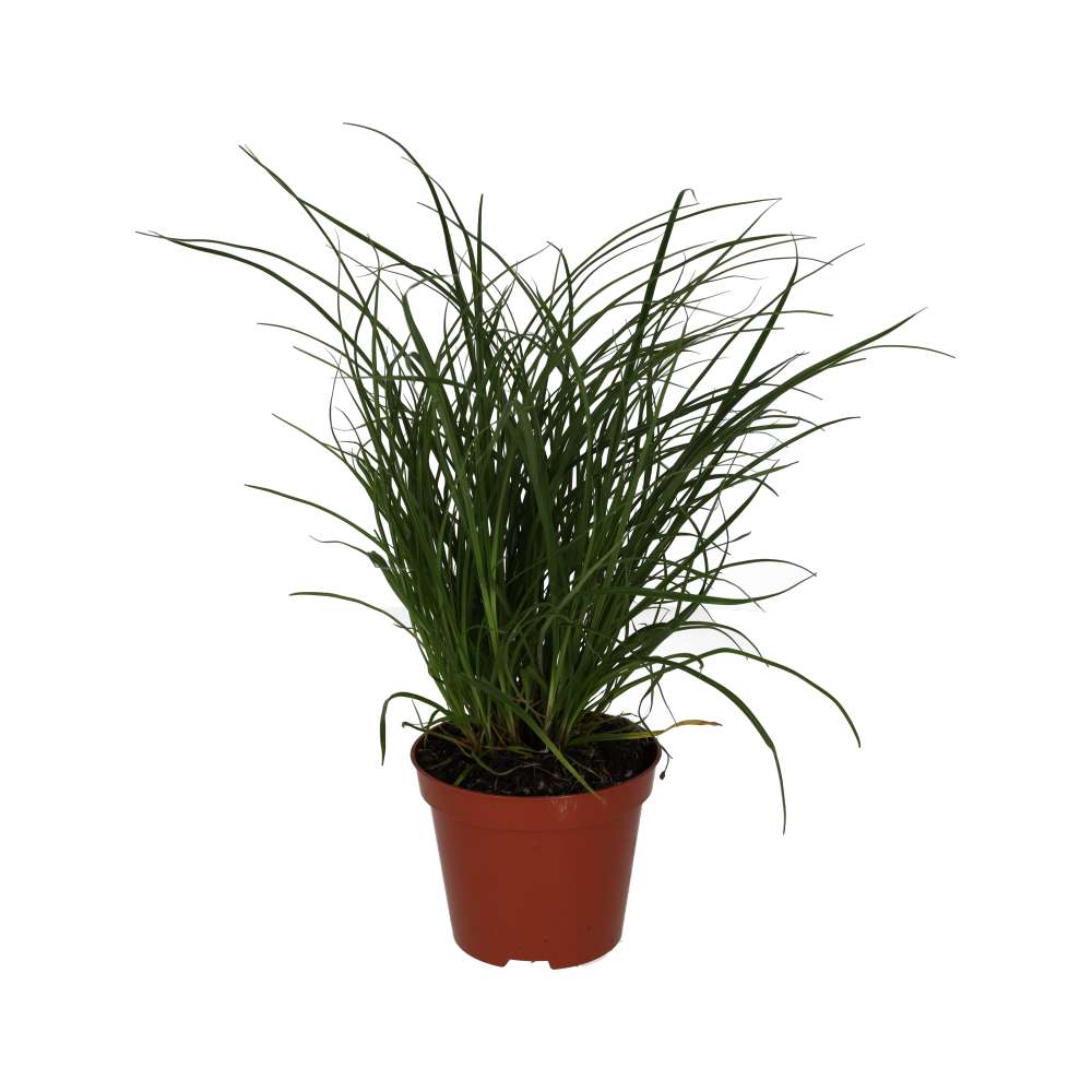 Sedge Grass (Carex brunnea)