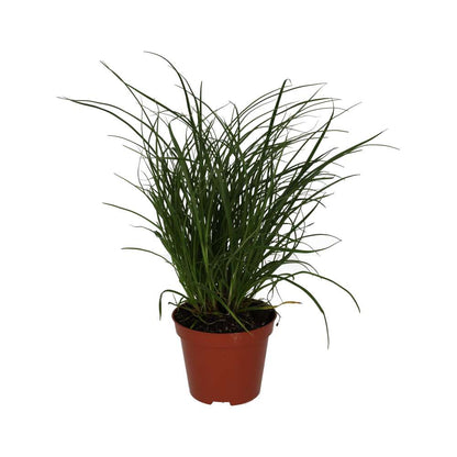 Sedge Grass (Carex brunnea)