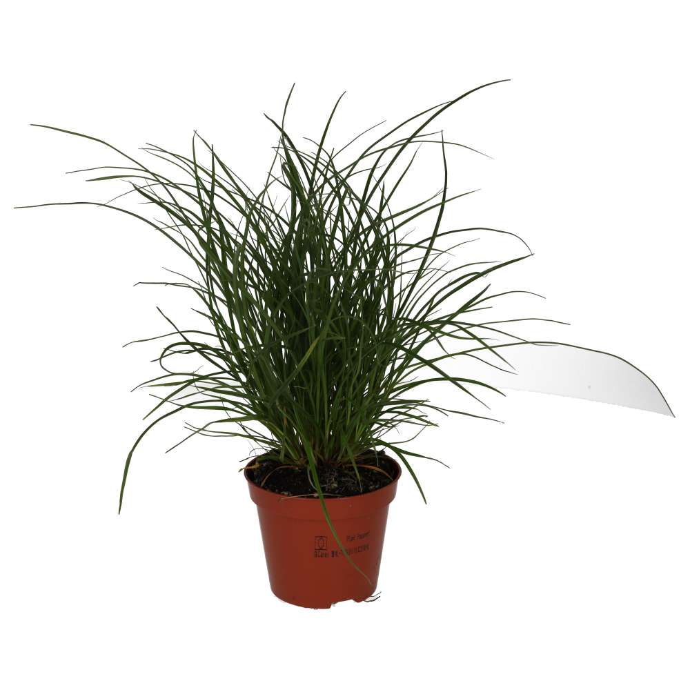 Sedge Grass (Carex brunnea)