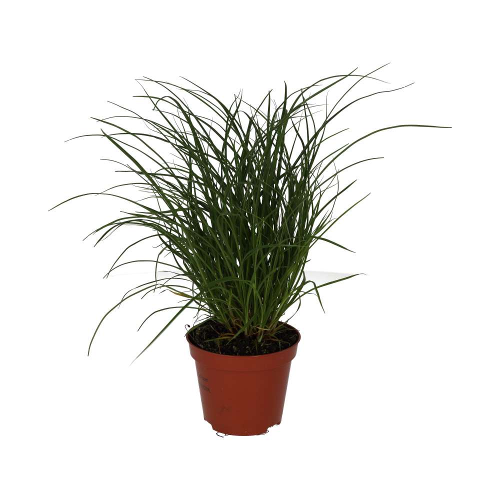 Sedge Grass (Carex brunnea)