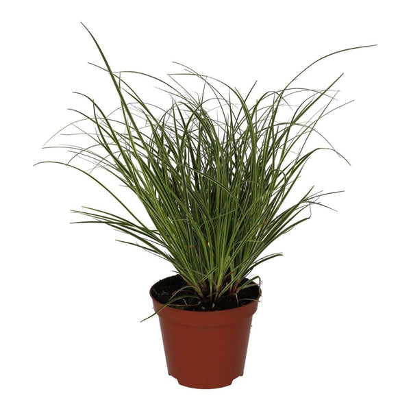 Sedge Grass 'Jubilo' (Carex brunnea)