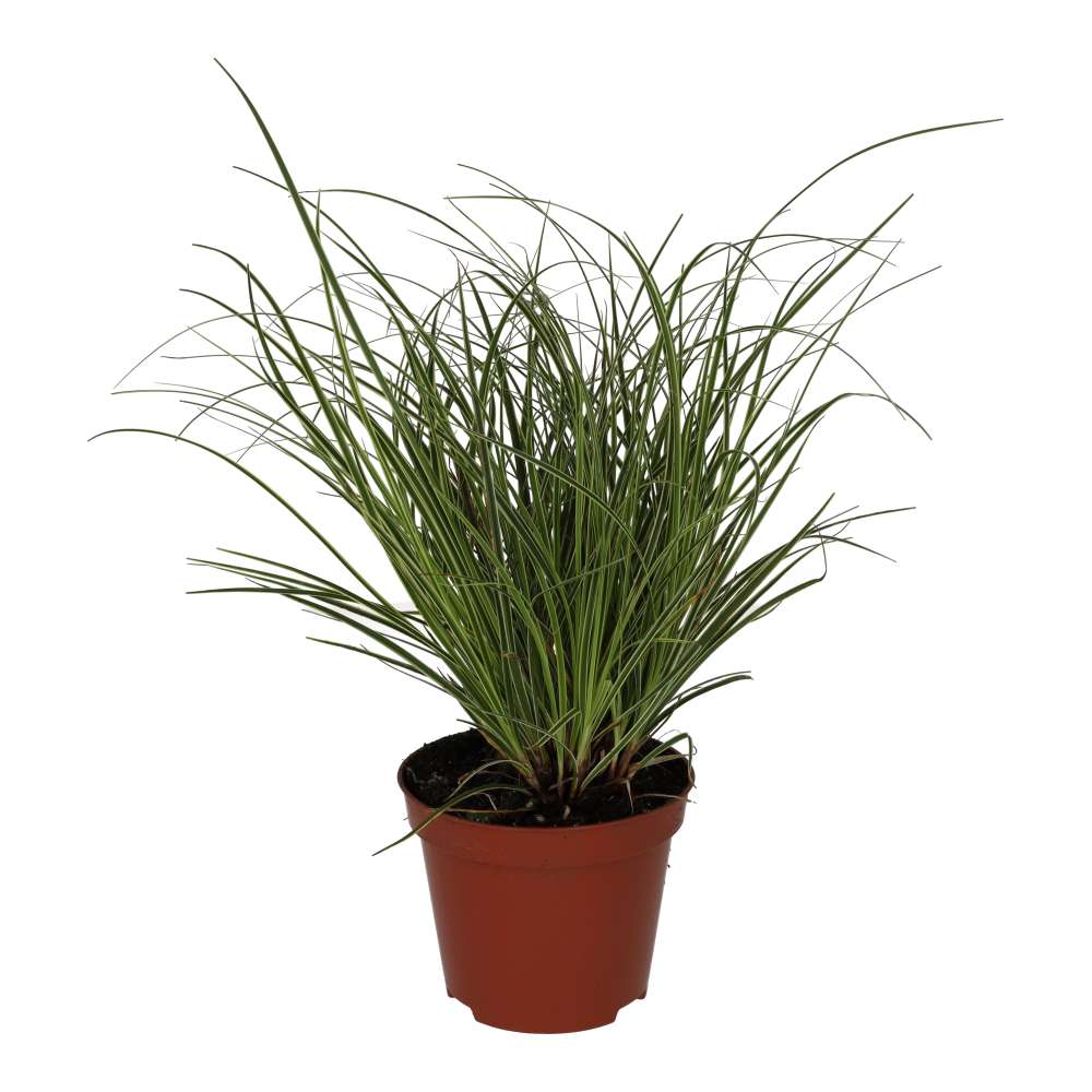 Sedge Grass 'Jubilo' (Carex brunnea)