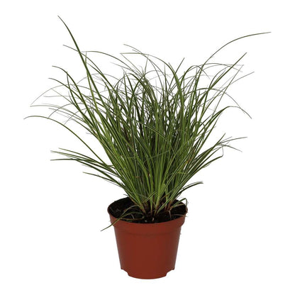 Sedge Grass 'Jubilo' (Carex brunnea)