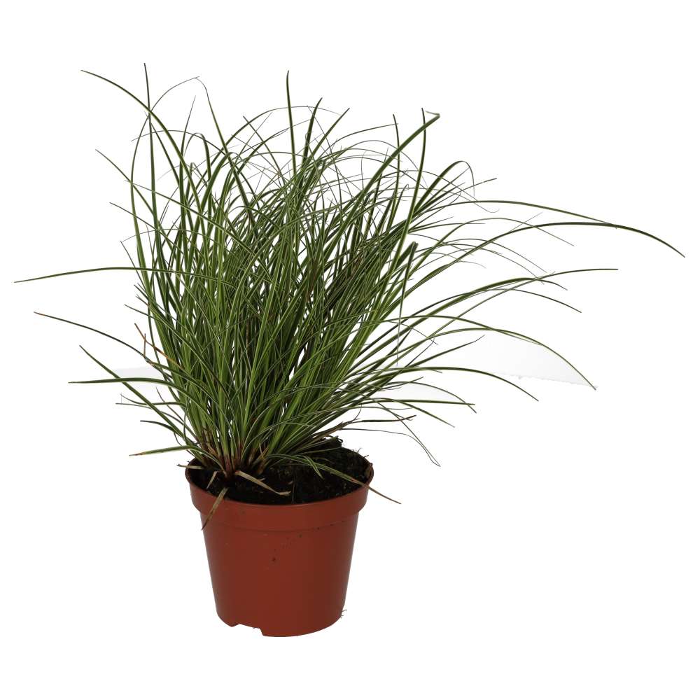 Sedge Grass 'Jubilo' (Carex brunnea)