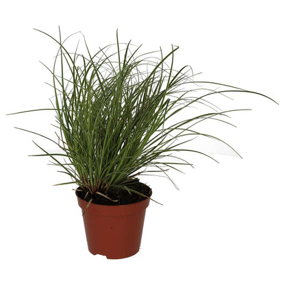 Sedge Grass 'Jubilo' (Carex brunnea)