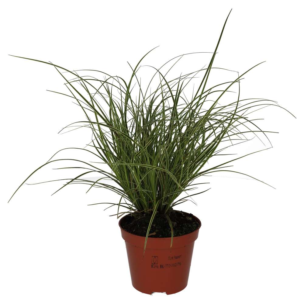 Sedge Grass 'Jubilo' (Carex brunnea)