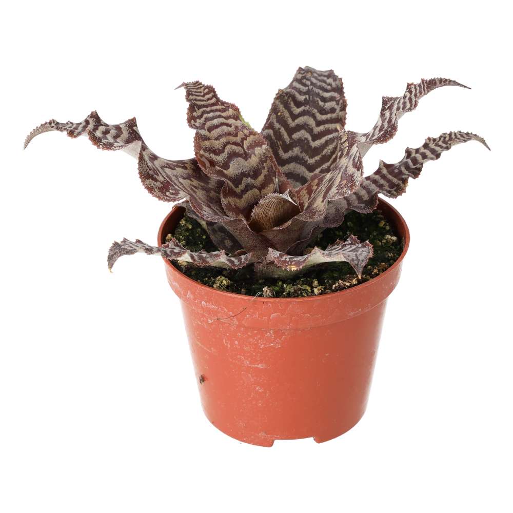 Earth Star (Cryptanthus sp.)
