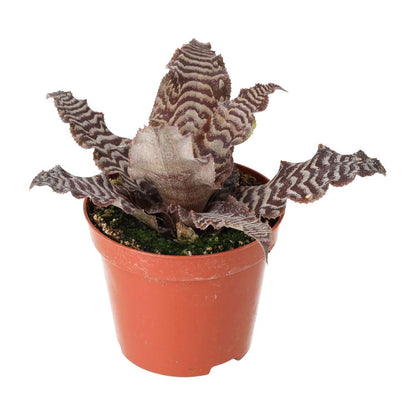 Earth Star (Cryptanthus sp.)