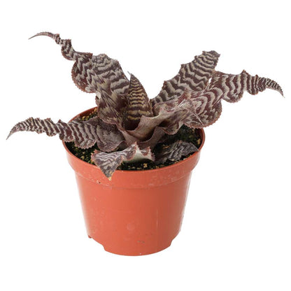 Earth Star (Cryptanthus sp.)