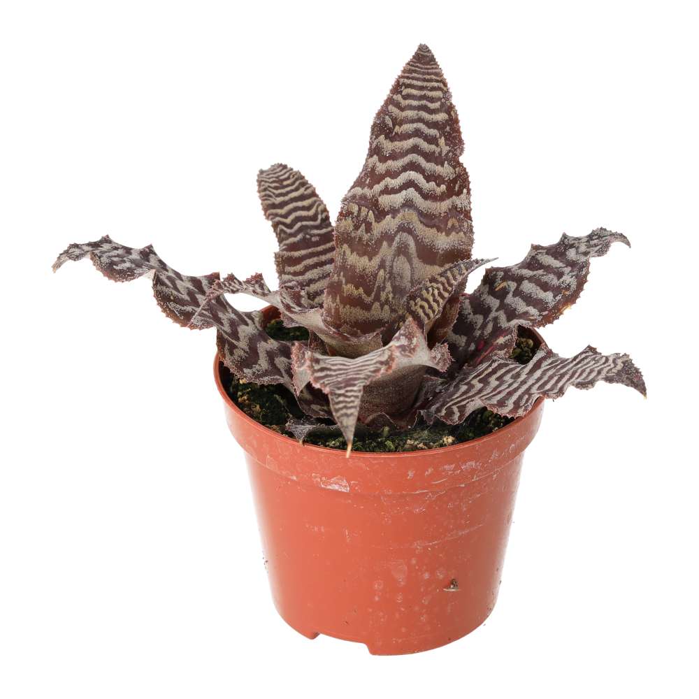 Earth Star (Cryptanthus sp.)