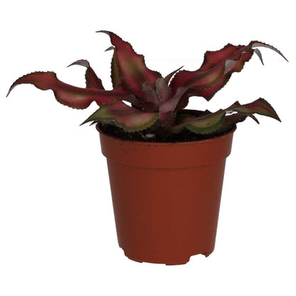 Earth Star (Cryptanthus sp.)