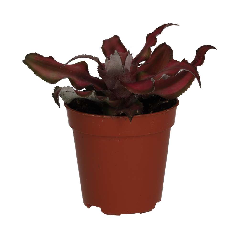 Earth Star (Cryptanthus sp.)