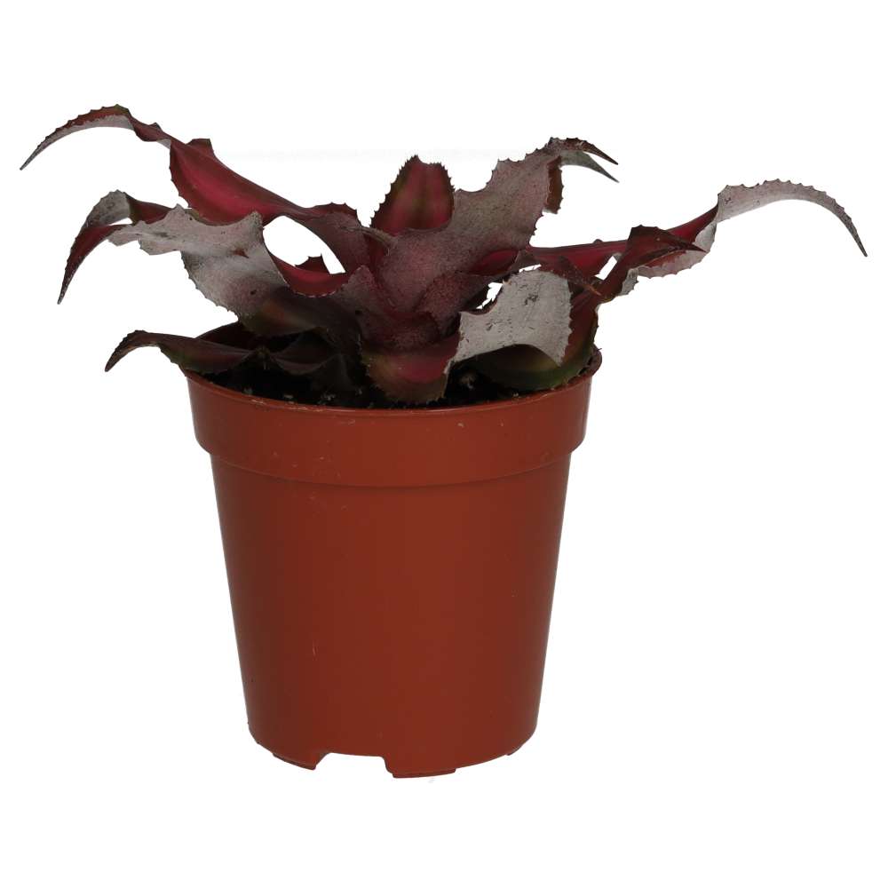 Earth Star (Cryptanthus sp.)