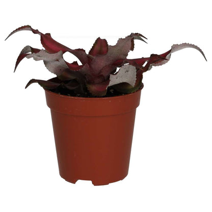 Earth Star (Cryptanthus sp.)