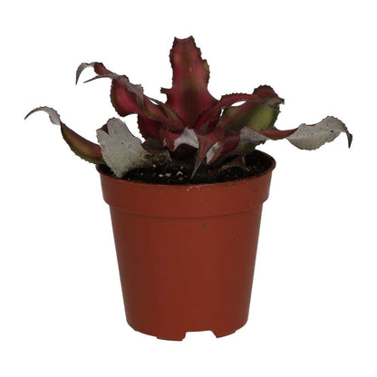 Earth Star (Cryptanthus sp.)