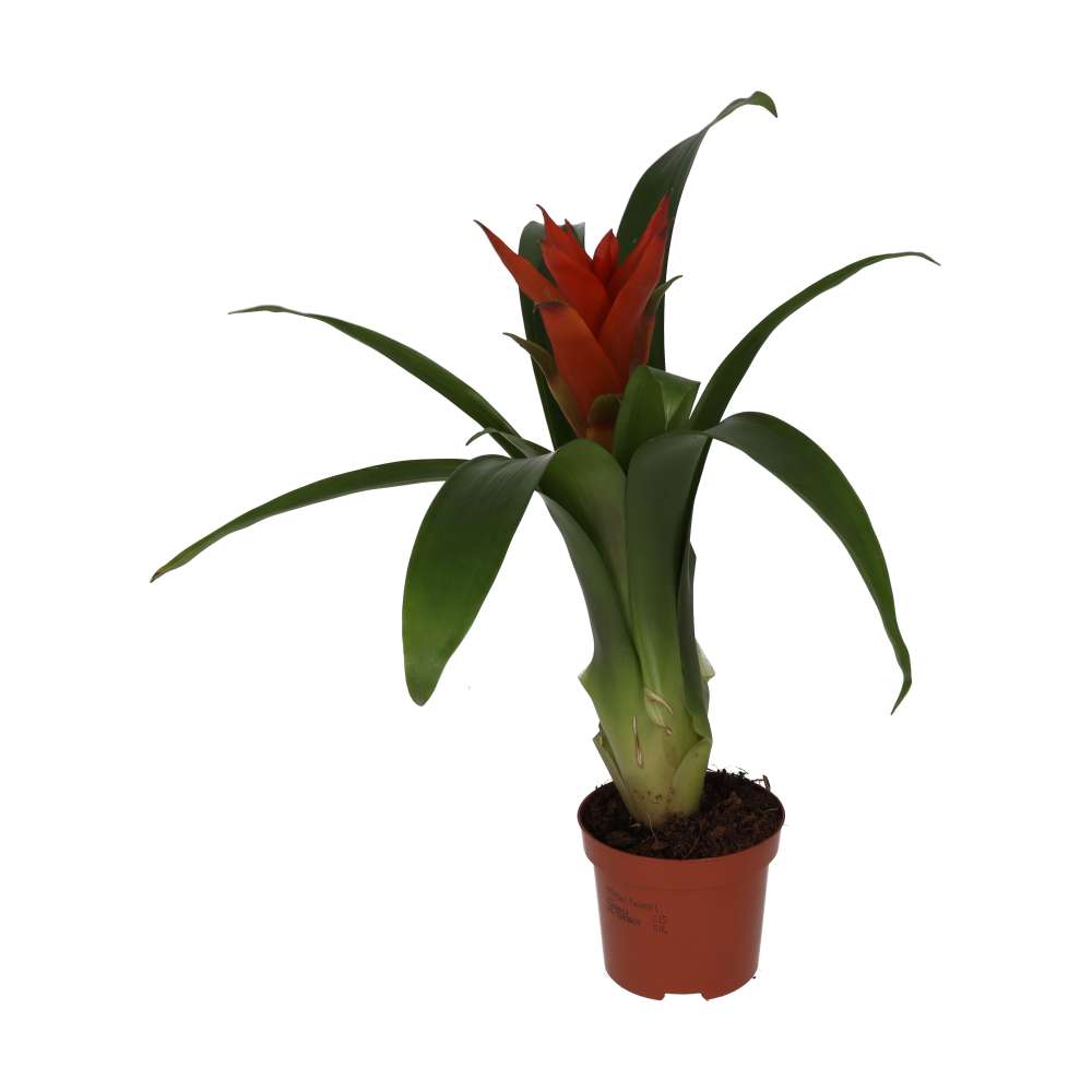 Bromeliad 'mixed colours' (Guzmania sp.)