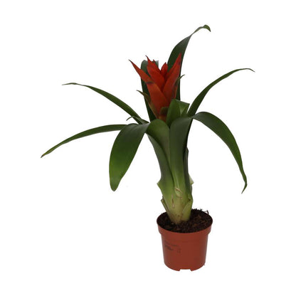 Bromeliad 'mixed colours' (Guzmania sp.)