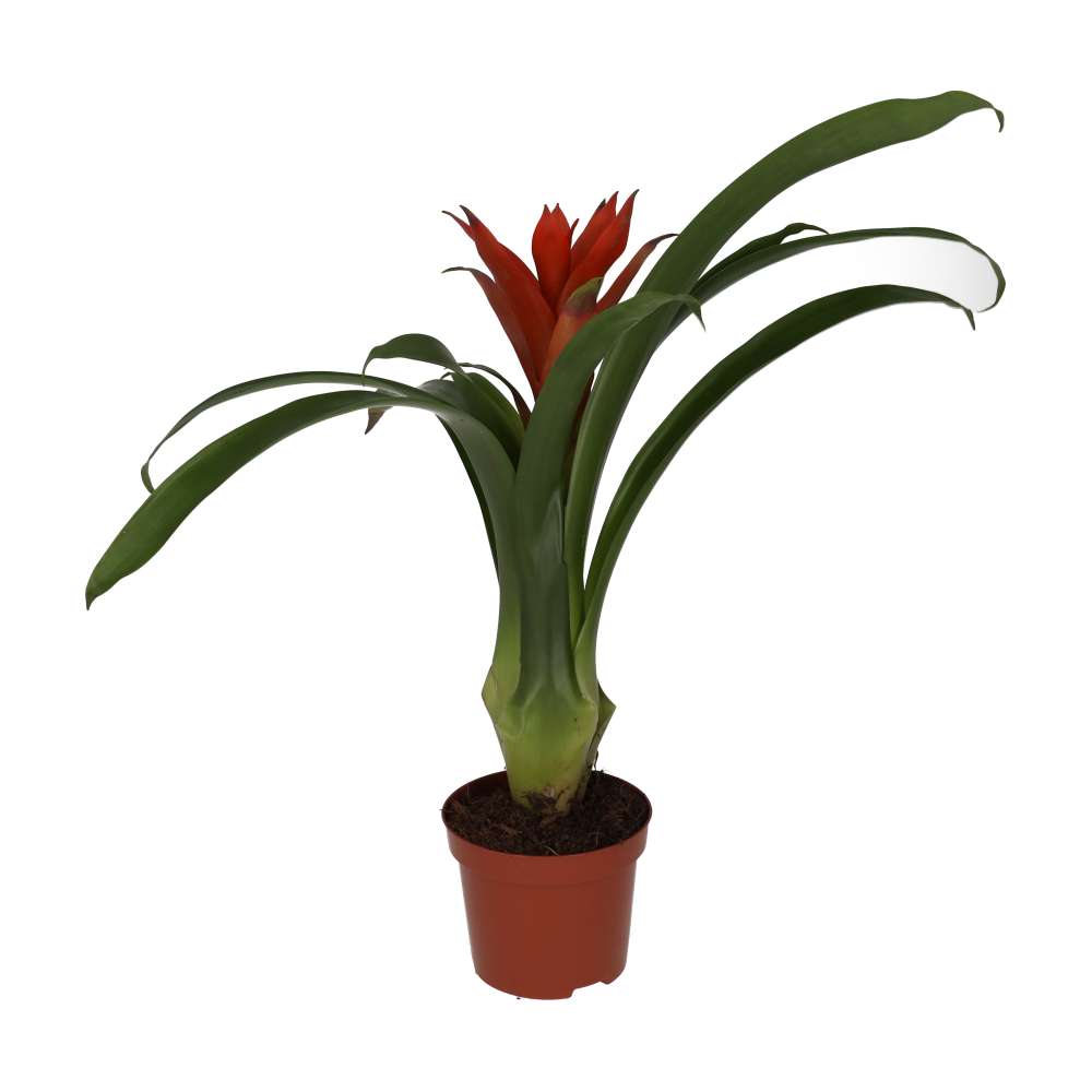 Bromeliad 'mixed colours' (Guzmania sp.)