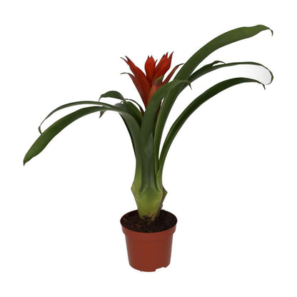 Bromeliad 'mixed colours' (Guzmania sp.)