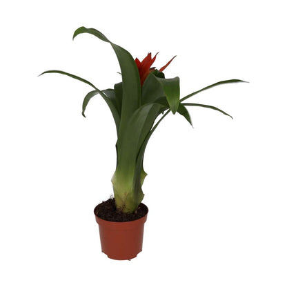 Bromeliad 'mixed colours' (Guzmania sp.)