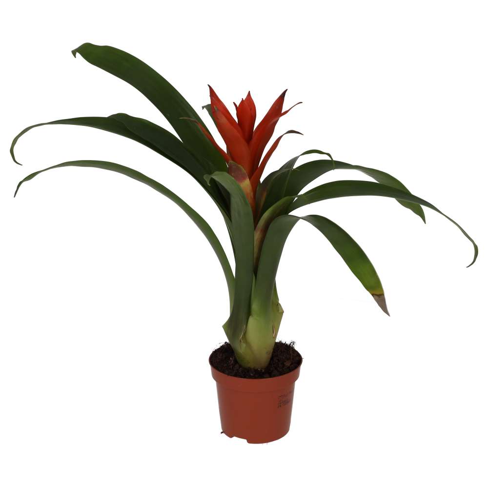 Bromeliad 'mixed colours' (Guzmania sp.)