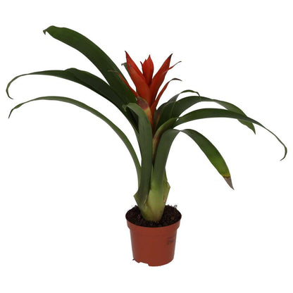 Bromeliad 'mixed colours' (Guzmania sp.)