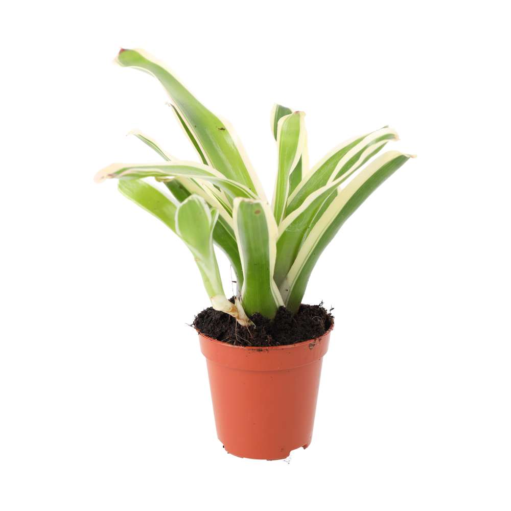 Striped Fireball Bromeliad (Nidularium sp.)