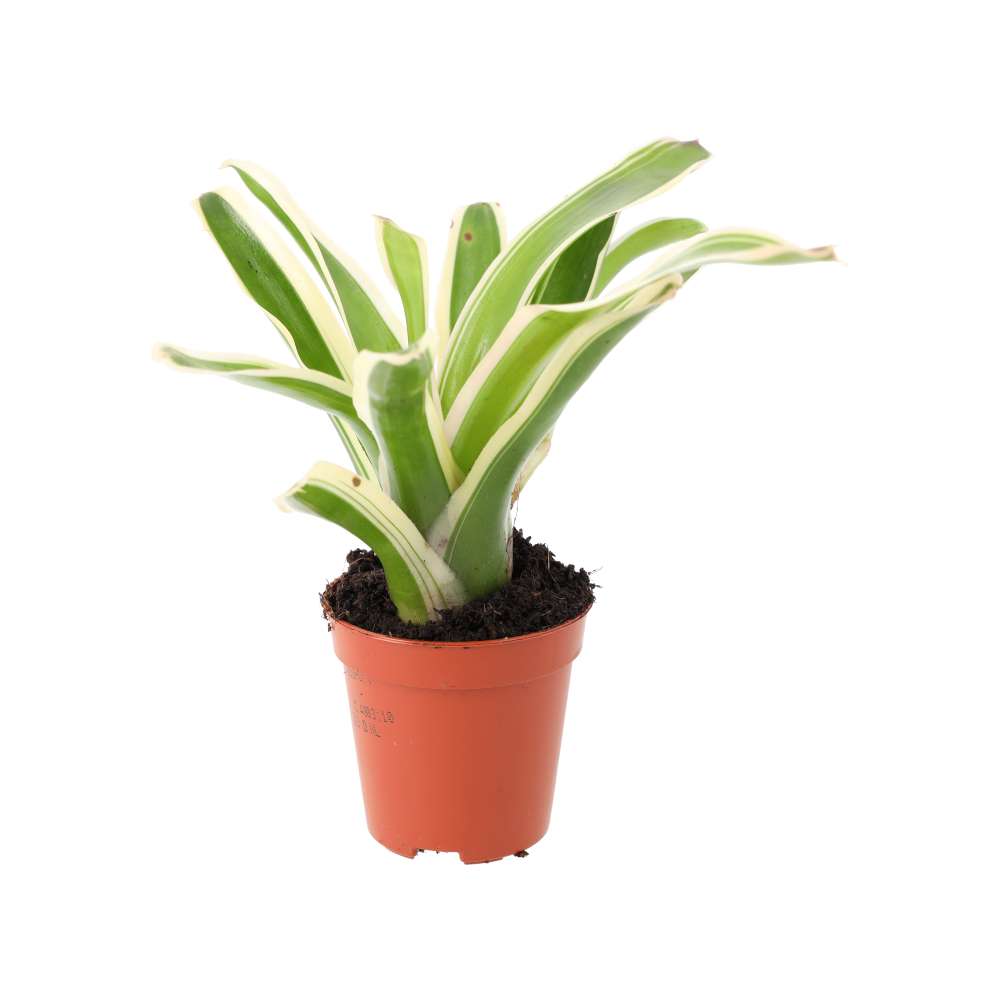 Striped Fireball Bromeliad (Nidularium sp.)