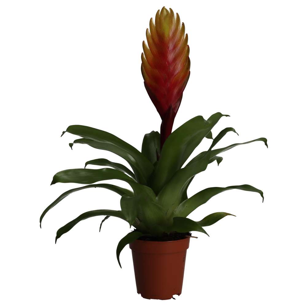 Bromeliad (Vriesea sp.)